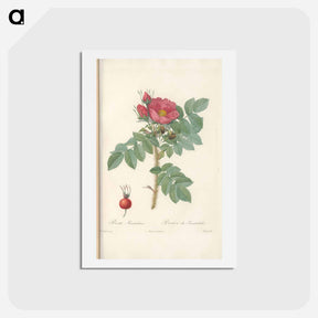 アートポストカード-Rose illustration - ピエール ジョゼフ ルドゥーテ Postcard.
