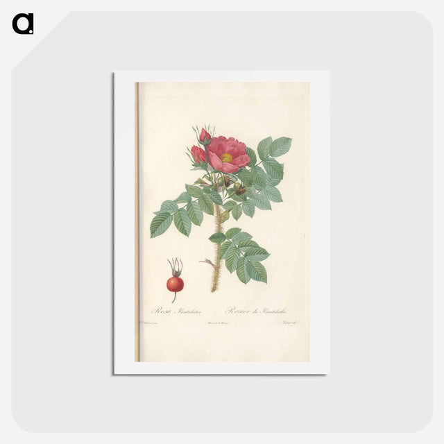 アートポストカード-Rose illustration - ピエール ジョゼフ ルドゥーテ Postcard.