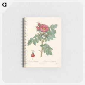 アートメモ帳-Rose illustration - ピエール ジョゼフ ルドゥーテ Memo.