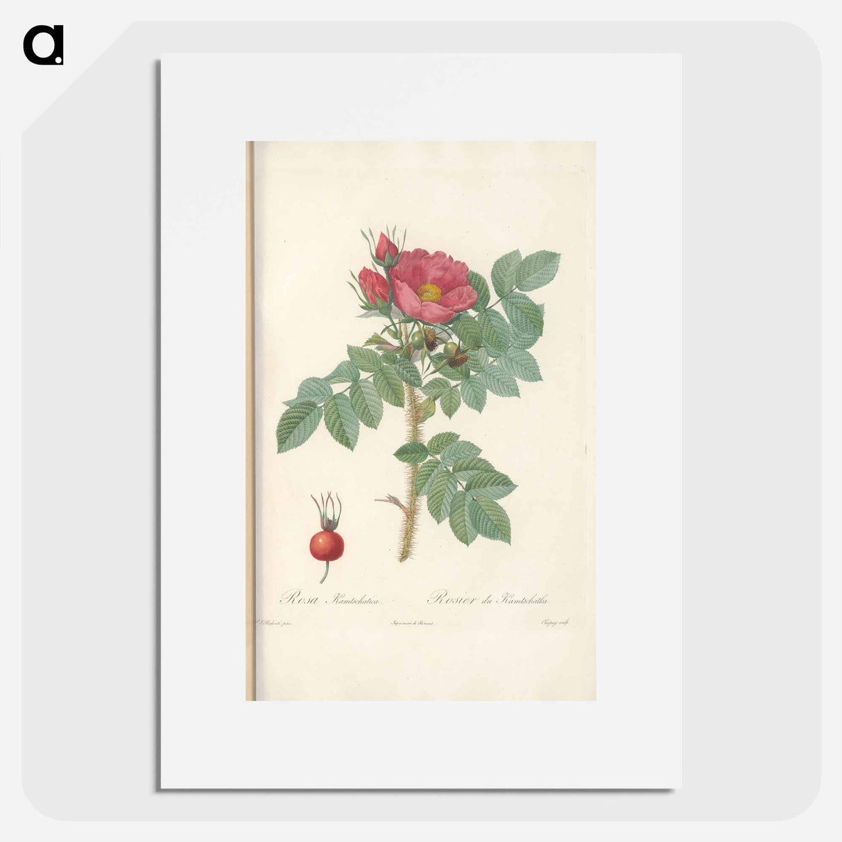 Rose illustration - Pierre Joseph Redouté Poster.