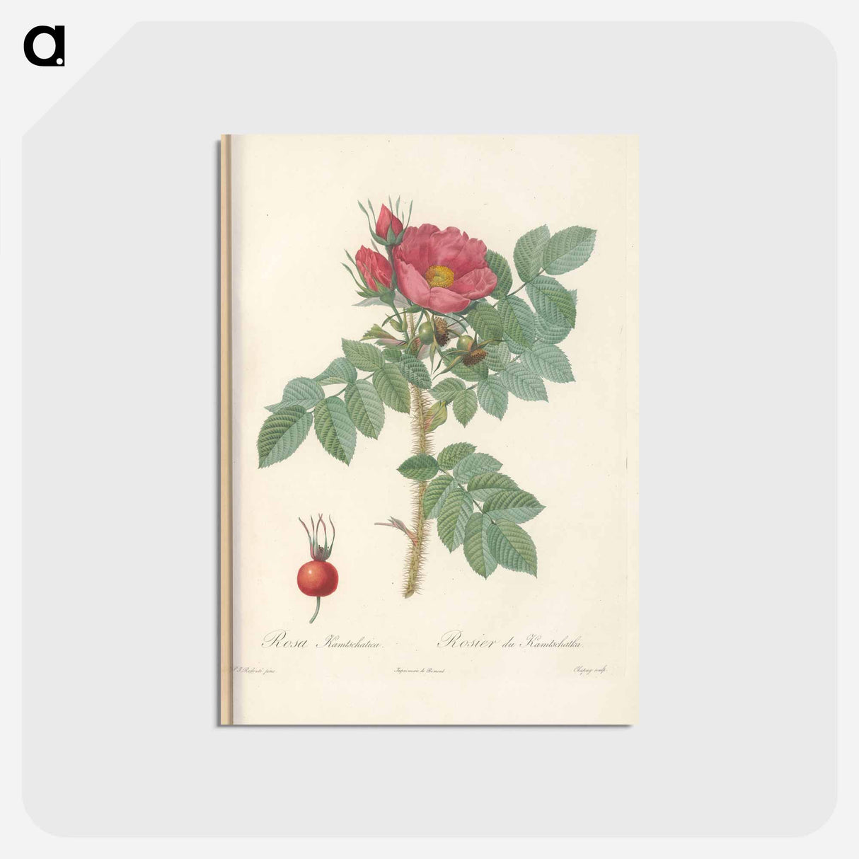 アートポストカード-Rose illustration - ピエール ジョゼフ ルドゥーテ Postcard.