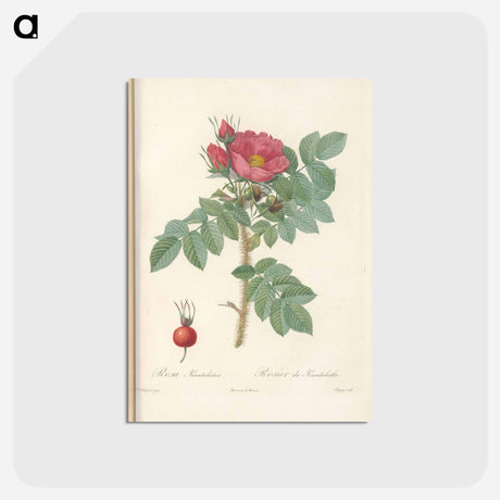 アートポストカード-Rose illustration - ピエール ジョゼフ ルドゥーテ Postcard.