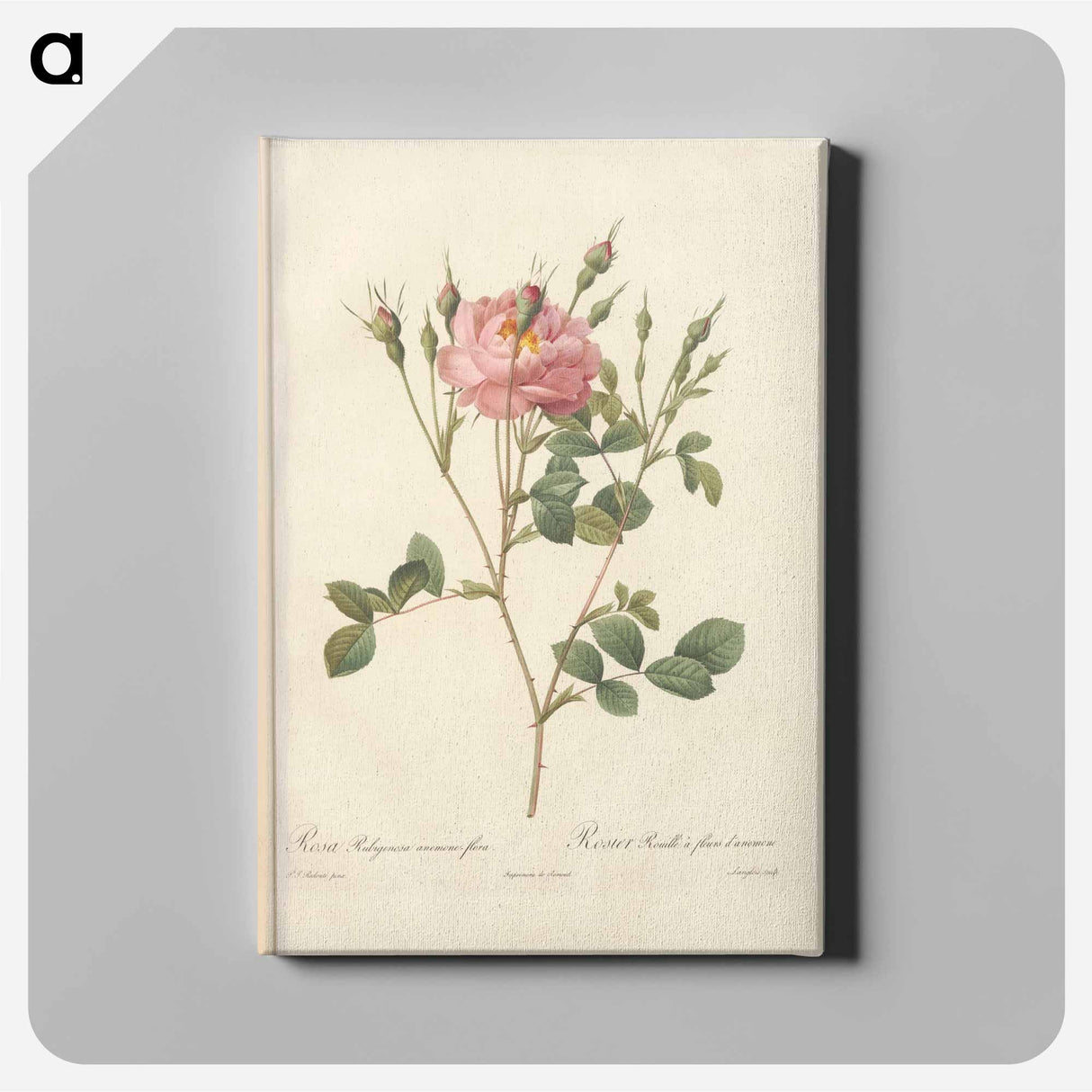 アートパネル-Rose illustration - ピエール ジョゼフ ルドゥーテ Canvas.