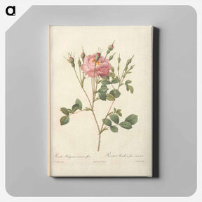 アートパネル-Rose illustration - ピエール ジョゼフ ルドゥーテ Canvas.