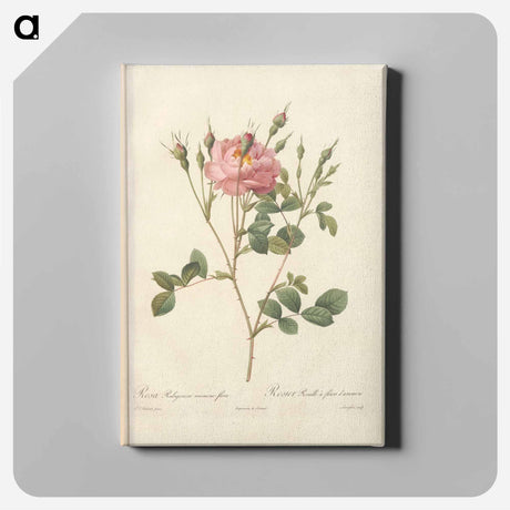 アートパネル-Rose illustration - ピエール ジョゼフ ルドゥーテ Canvas.