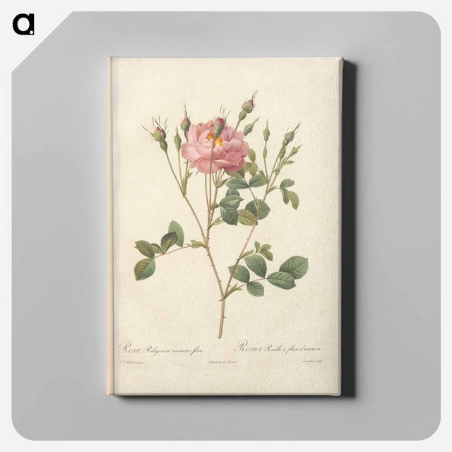 アートパネル-Rose illustration - ピエール ジョゼフ ルドゥーテ Canvas.