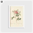 アートポストカード-Rose illustration - ピエール ジョゼフ ルドゥーテ Postcard.