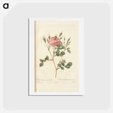 アートポストカード-Rose illustration - ピエール ジョゼフ ルドゥーテ Postcard.