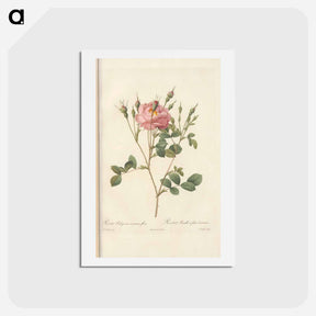 アートポストカード-Rose illustration - ピエール ジョゼフ ルドゥーテ Postcard.