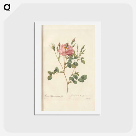 アートポストカード-Rose illustration - ピエール ジョゼフ ルドゥーテ Postcard.