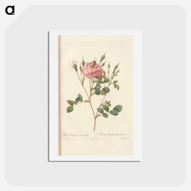 アートポストカード-Rose illustration - ピエール ジョゼフ ルドゥーテ Postcard.