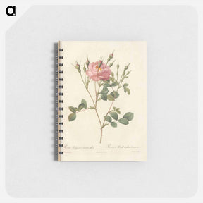 アートメモ帳-Rose illustration - ピエール ジョゼフ ルドゥーテ Memo.