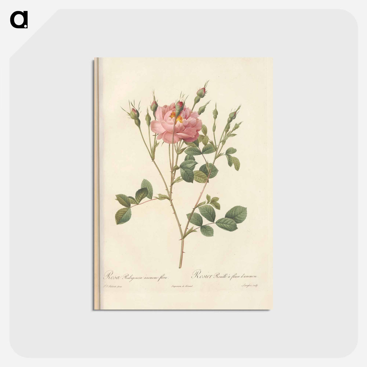 アートポストカード-Rose illustration - ピエール ジョゼフ ルドゥーテ Postcard.