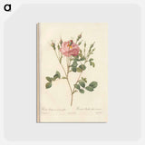アートポストカード-Rose illustration - ピエール ジョゼフ ルドゥーテ Postcard.