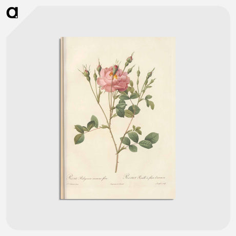 アートポストカード-Rose illustration - ピエール ジョゼフ ルドゥーテ Postcard.