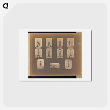 アートポストカード-Posturing
 - エドワード マイブリッジ Postcard.