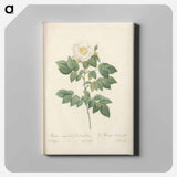 アートパネル-Rose illustration - ピエール ジョゼフ ルドゥーテ Canvas.