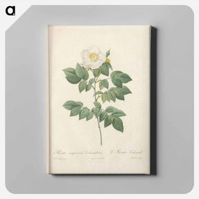 アートパネル-Rose illustration - ピエール ジョゼフ ルドゥーテ Canvas.