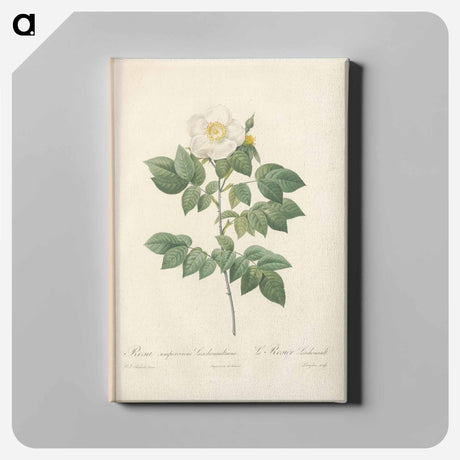 アートパネル-Rose illustration - ピエール ジョゼフ ルドゥーテ Canvas.