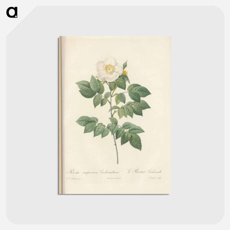 アートポストカード-Rose illustration - ピエール ジョゼフ ルドゥーテ Postcard.
