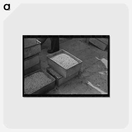 アートポストカード-Pea Vinery
 - ラッセル リー Postcard.