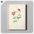 アートパネル-Rose illustration - ピエール ジョゼフ ルドゥーテ Canvas.