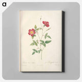 アートパネル-Rose illustration - ピエール ジョゼフ ルドゥーテ Canvas.