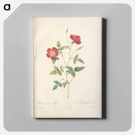 アートパネル-Rose illustration - ピエール ジョゼフ ルドゥーテ Canvas.