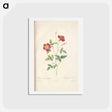 アートポストカード-Rose illustration - ピエール ジョゼフ ルドゥーテ Postcard.