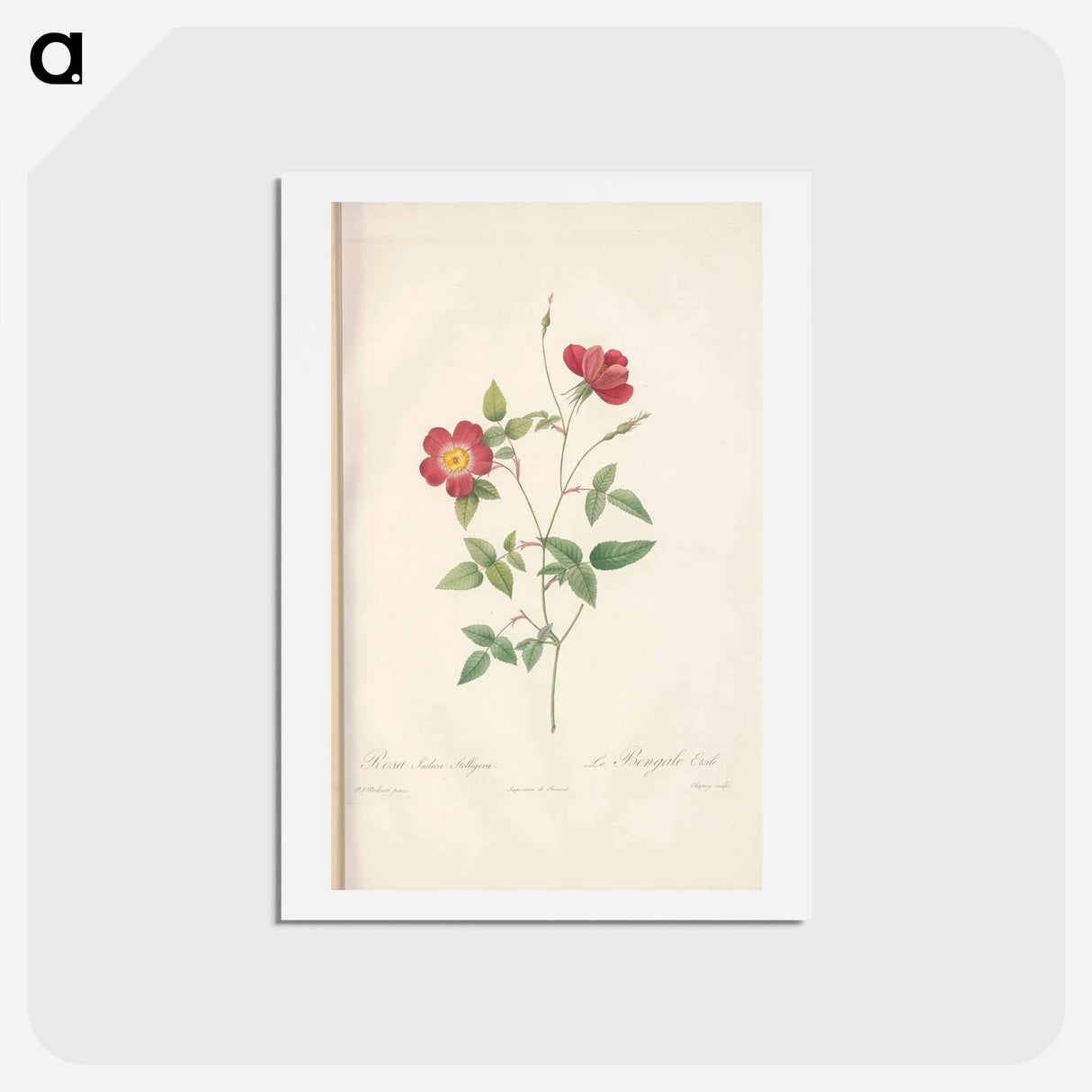 アートポストカード-Rose illustration - ピエール ジョゼフ ルドゥーテ Postcard.