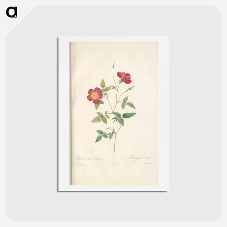 アートポストカード-Rose illustration - ピエール ジョゼフ ルドゥーテ Postcard.