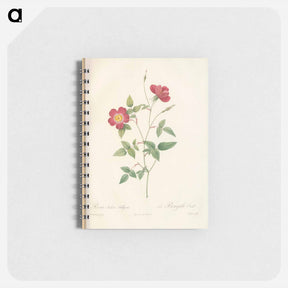 アートメモ帳-Rose illustration - ピエール ジョゼフ ルドゥーテ Memo.