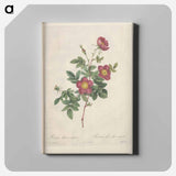 アートパネル-Rose illustration - ピエール ジョゼフ ルドゥーテ Canvas.