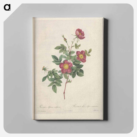 アートパネル-Rose illustration - ピエール ジョゼフ ルドゥーテ Canvas.