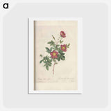 アートポストカード-Rose illustration - ピエール ジョゼフ ルドゥーテ Postcard.