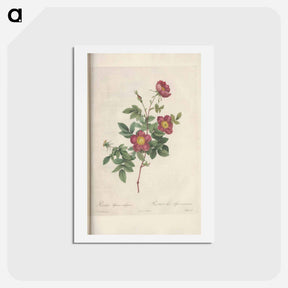 アートポストカード-Rose illustration - ピエール ジョゼフ ルドゥーテ Postcard.