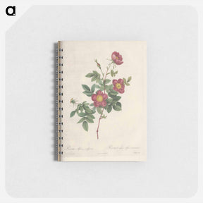 アートメモ帳-Rose illustration - ピエール ジョゼフ ルドゥーテ Memo.