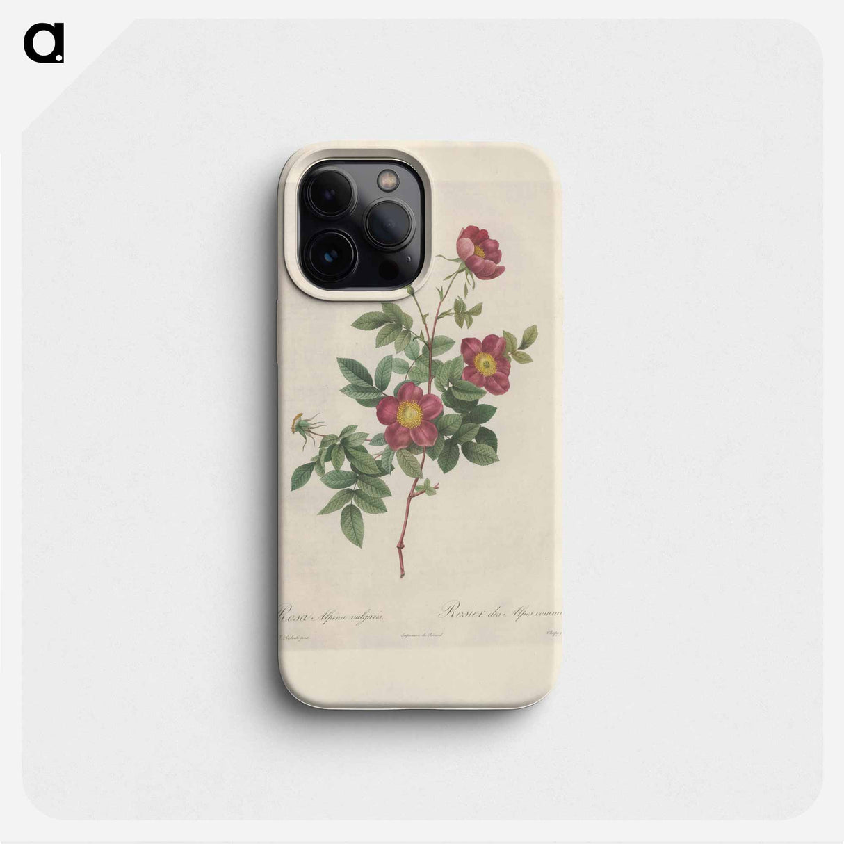 Rose illustration - Pierre Joseph Redouté Phone Case.