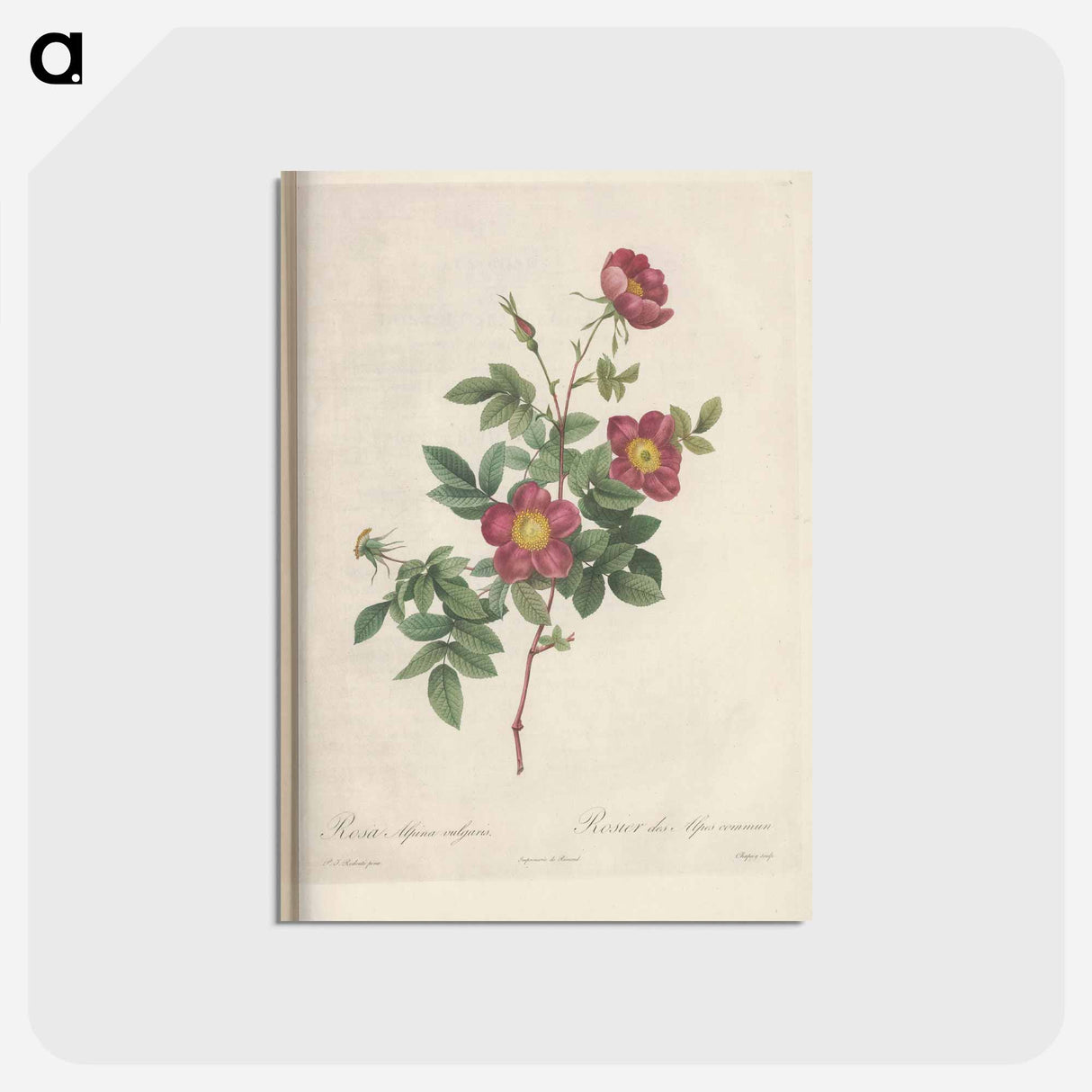 アートポストカード-Rose illustration - ピエール ジョゼフ ルドゥーテ Postcard.