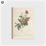 アートポストカード-Rose illustration - ピエール ジョゼフ ルドゥーテ Postcard.