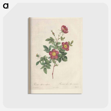 アートポストカード-Rose illustration - ピエール ジョゼフ ルドゥーテ Postcard.