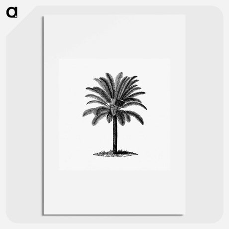 アートポスター-Palm Tree Engraving
 - 大英図書館 Poster.
