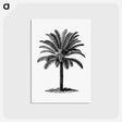 アートポストカード-Palm Tree Engraving
 - 大英図書館 Postcard.