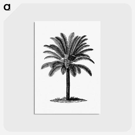 アートポストカード-Palm Tree Engraving
 - 大英図書館 Postcard.