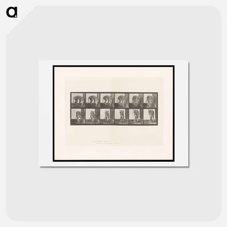 アートポストカード-Prowling Tiger
 - エドワード マイブリッジ Postcard.