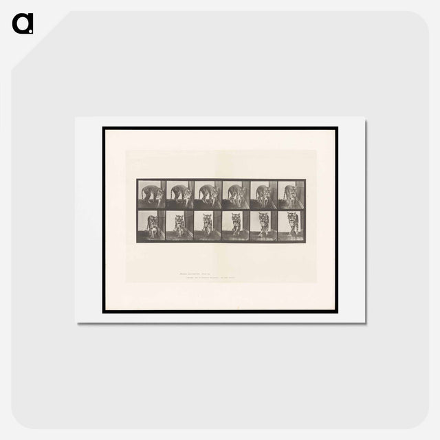 アートポストカード-Prowling Tiger
 - エドワード マイブリッジ Postcard.