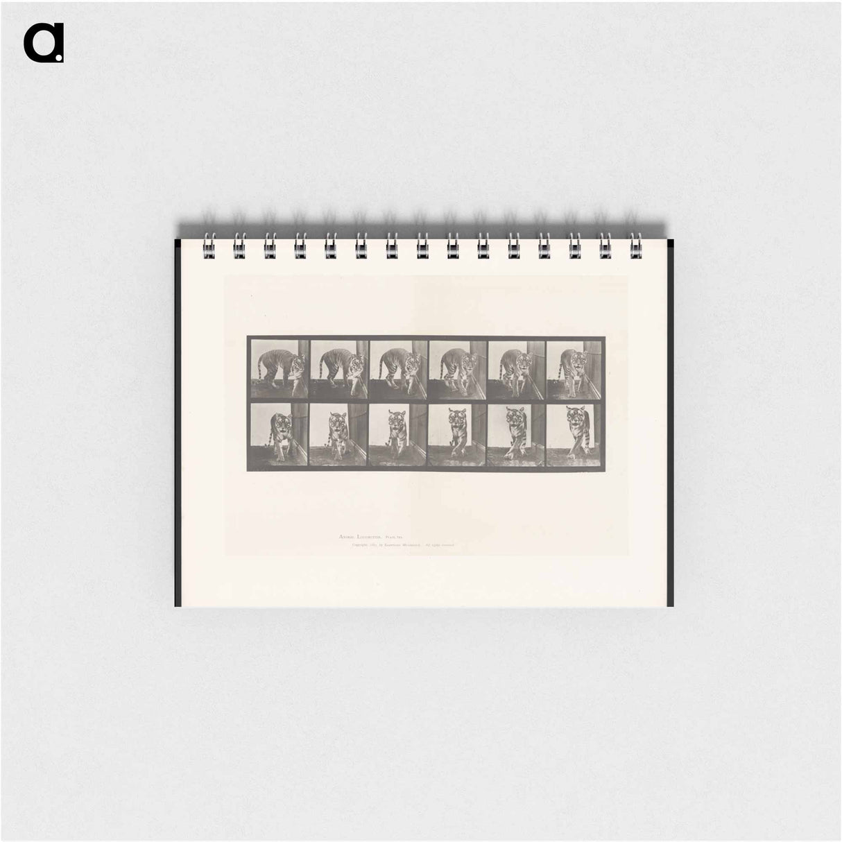 アートメモ帳-Prowling Tiger
 - エドワード マイブリッジ Memo.