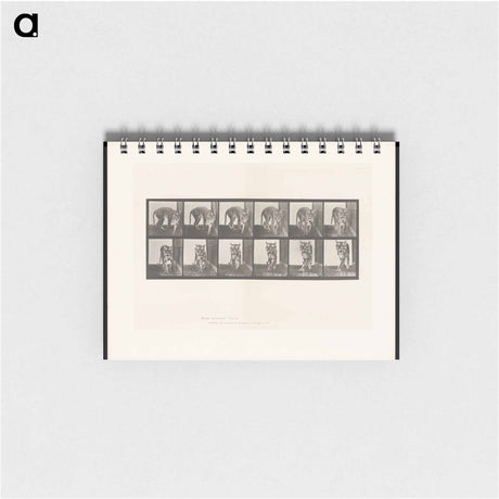 アートメモ帳-Prowling Tiger
 - エドワード マイブリッジ Memo.