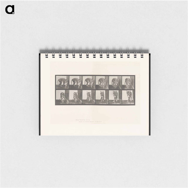 アートメモ帳-Prowling Tiger
 - エドワード マイブリッジ Memo.