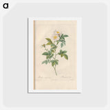 アートポストカード-Rose illustration - ピエール ジョゼフ ルドゥーテ Postcard.